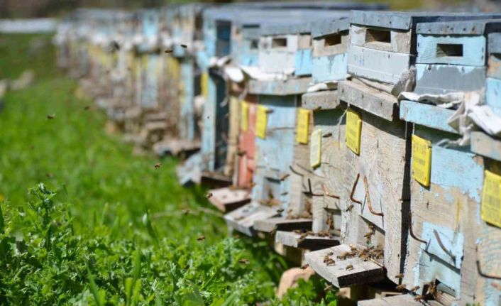 Huzur ortamının sağlandığı Şırnak’ta arıcılar yılda 800 ton bal üretiyor