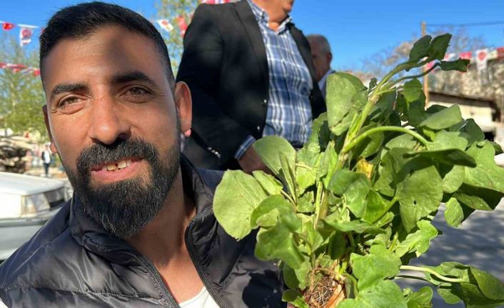 İbn-i Sina’nın önerisi ’kuzu kulağı’ her derde deva