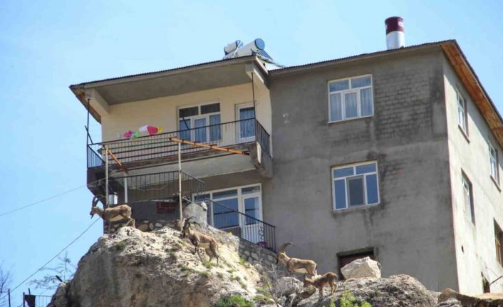 İlk defa görenler heykel sandı: Yaban keçileri ilçeyi mesken tuttu