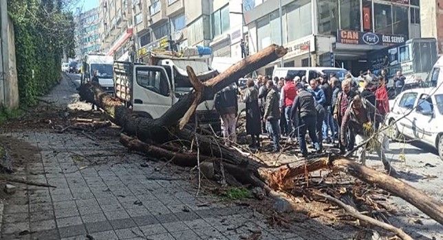 Kağıthane’de kavak ağacı kamyonetin üstüne devrildi: Kadın ve çocuğu yara almadan kurtuldu