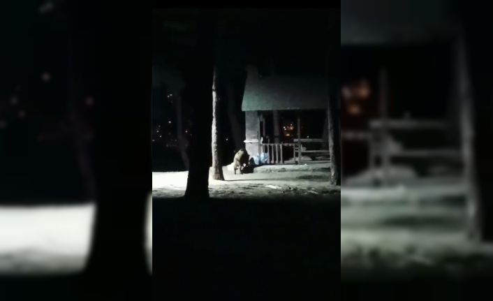 Nisan ayında kar yağdı, aç kalan domuzlar şehir merkezine indi