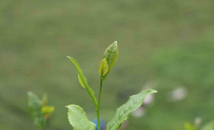 Of Ziraat Odası Başkanı Saral: "Yaş çay fiyatı bu yıl en az 15 olmalı"