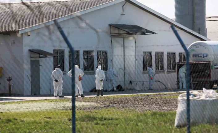 Polonya’da kuş gribi alarmı: 37 bin ördek itlaf edilecek