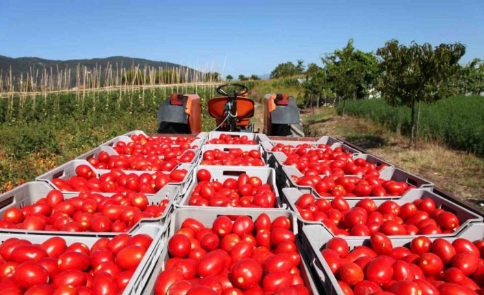 Rusya’ya domates ihracatında kota 350 bin tondan 500 bin tona çıkarıldı