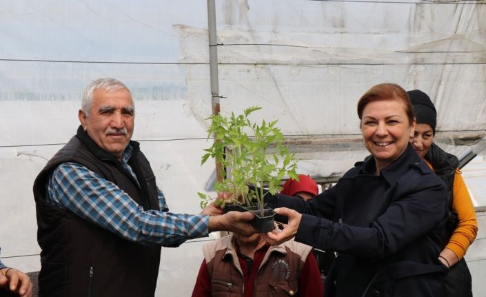 Safranbolu’da halka maniye fideleri dağıtılıyor