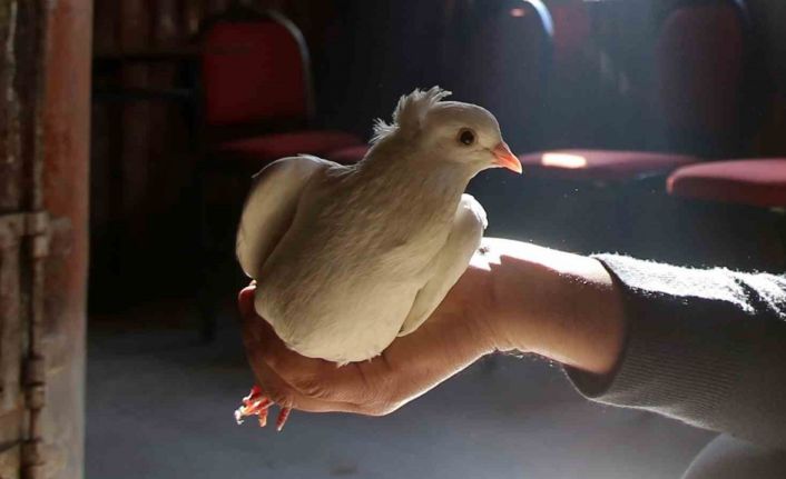 Sahibinin ömrünü uzatan güvercin