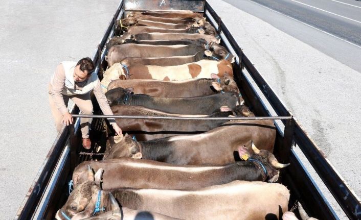 Şap hastalığı nedeniyle durdurulan hayvan hareketleri kısıtlaması 28 Nisan’da kalkıyor