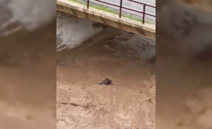 Sele kapılan inek telef oldu