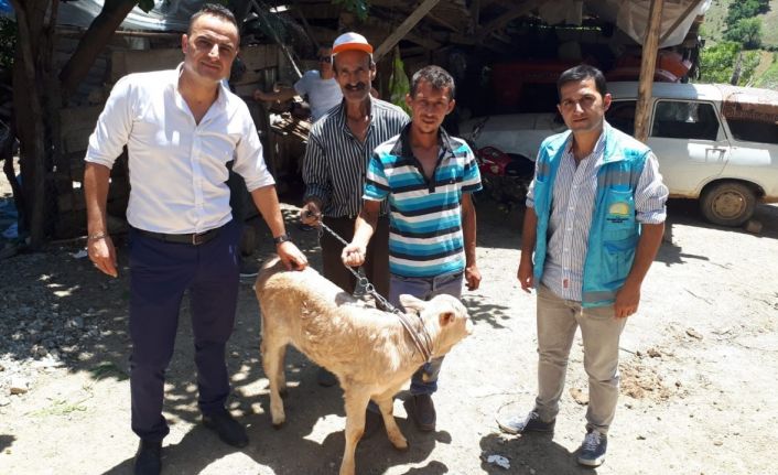 Simav İlçe Tarım ve Orman Müdürlüğü’nden buzağı desteklemesi başvuru uyarısı