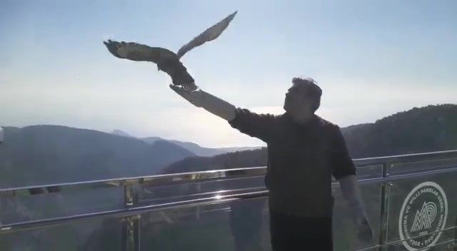 Tedavi edilen Kızıl Şahin, Kazdağları’na salıverildi