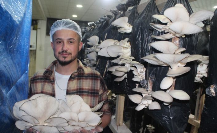Tır şoförlüğünü bırakıp hayallerinin peşinden gitti yakın arkadaşıyla birlikte istiridye mantarı üretimine başladı