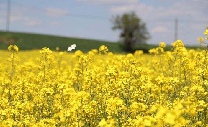 Trakya’nın yeni ‘sarı gelini’ kanola tarlaları görsel şölen sunuyor