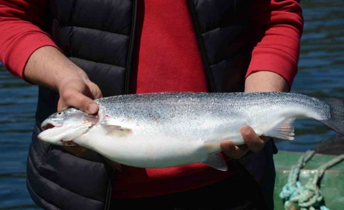 Türk somonu, Rusya, Japonya ve AB ülkelerine ihraç ediliyor: Ordu ekonomisine yıllık katkısı 550 milyon TL