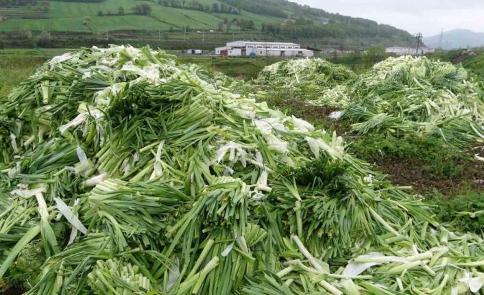 Üreticinin elinde kalan pırasalar boş alana atıldı