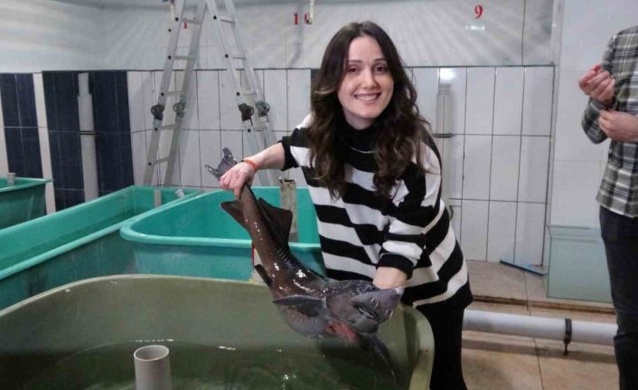 250 milyon yıllık geçmişi olan Mersin balığı gelecek nesillere aktarılmaya çalışılıyor