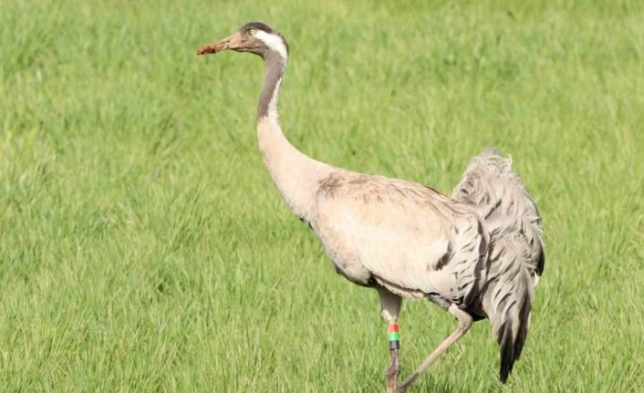 6 yıl önce Zara’da görülmüştü, bu kez farklı bir noktada görüntülenip sesi kaydedildi