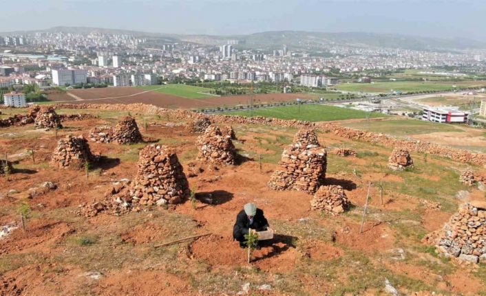 77’lik İsmail dede, 300 ton taş topladığı dağlık araziyi ağaçlarla kapladı