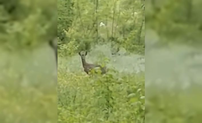 Aç kalan karaca şehir merkezine indi