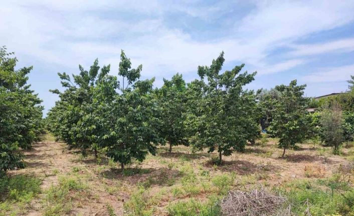 Adana’da hurma bahçesinde boğazı kesilmiş erkek cesedi bulundu