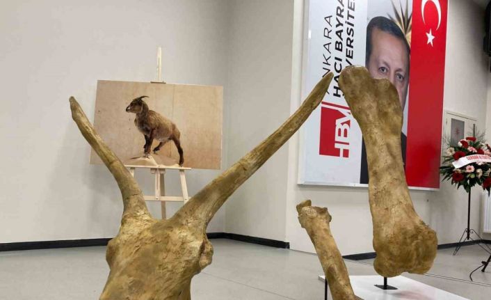 Afrika’daki hayvanların 7,5 milyon yıl önce Anadolu’da yaşadığı keşfedildi