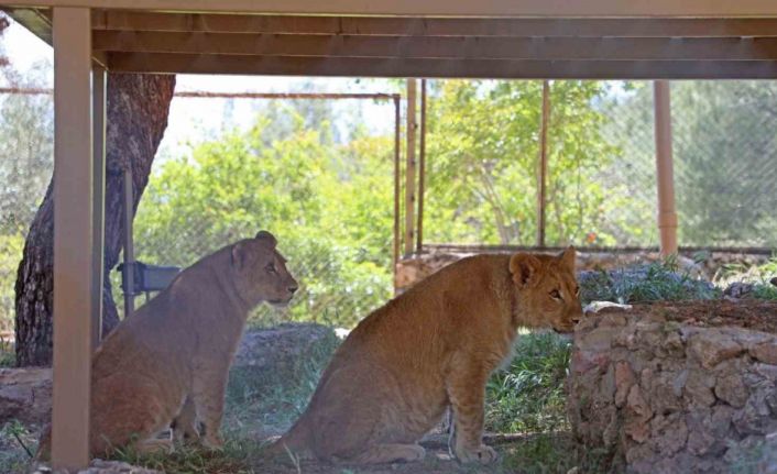 Antalya hayvanat bahçesinde dünyaya gelen 9 aylık iki yavru aslan ‘Zeus ile Hera’ aileye katıldı