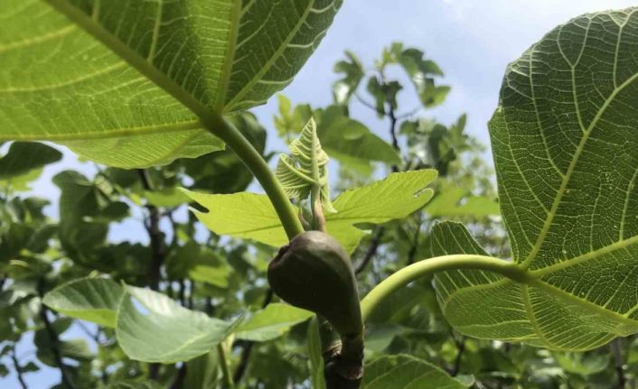 Antalya’da incir bahçeleri sezona hazırlanıyor