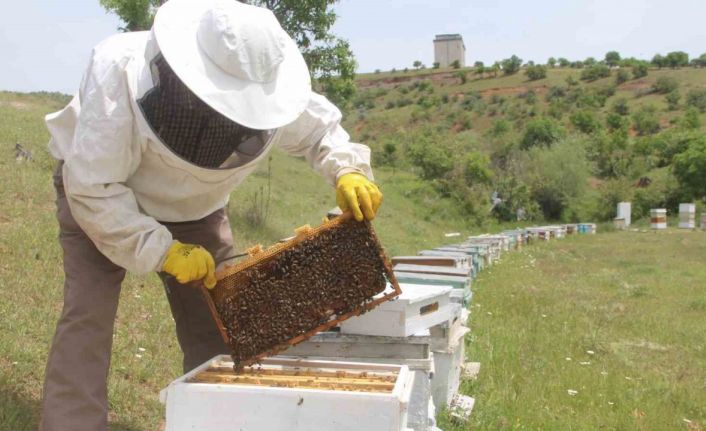 Arıcılar baharda da umduğunu bulamadı, yağışlar bal verimini düşürdü