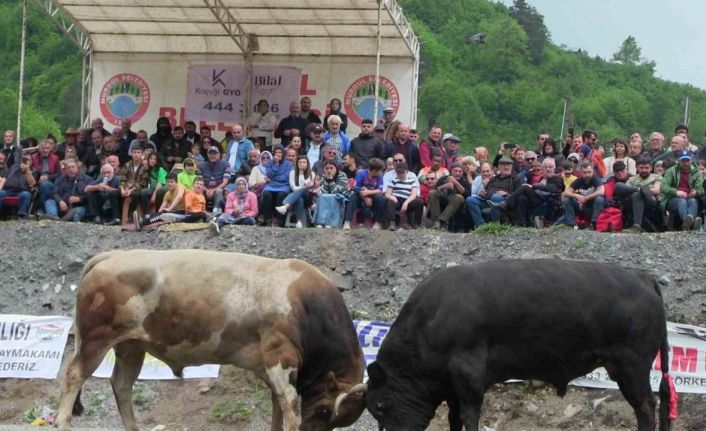 Artvin’de geleneksel düzenlenen boğa güreşleri nefes kesti