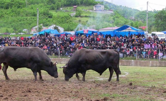 Artvin’de haftasonu düzenlenen boğa güreşleri renkli görüntülere sahne oldu