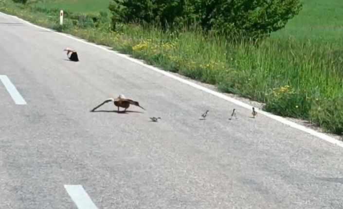 Avlanması yasak angut ördeği yavrularını korumak için sakat taklidi yaptı