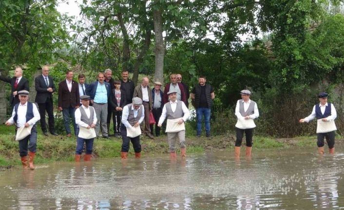 Bafra Ovası’nda çeltik tohumları toprakla buluşuyor