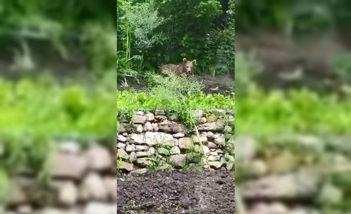 Bahçesine giren ayı isim taktı, sohbet ettiği anlar ise gülümsetti