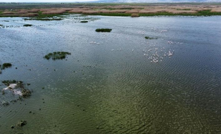 Bir çok yerinde kuruma başlayan Eber Gölü ile ilgili sevindiren gelişme