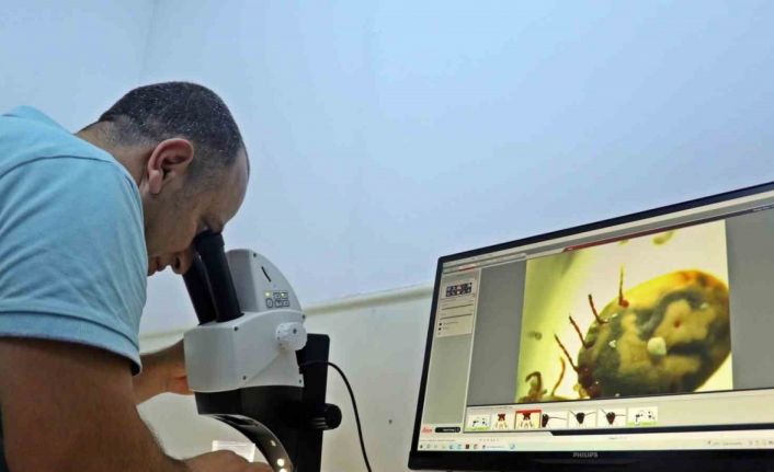 Bir defada binlerce yumurta bırakıyor, hayvan ve insanın kanını emerken anestezi uyguluyor