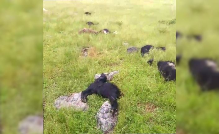 Bitlis’te yıldırım düştü: 20 koyun telef oldu