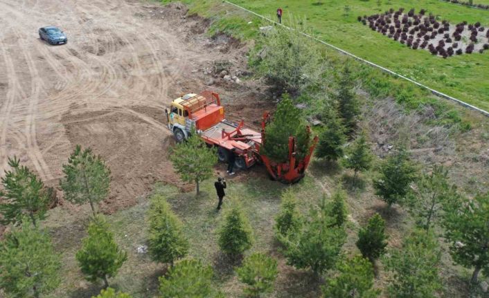 Büyükşehir, Mimarsinan OSB Kavşağı ile refüjleri ağaç taşıma yöntemi ile ağaçlandırıyor
