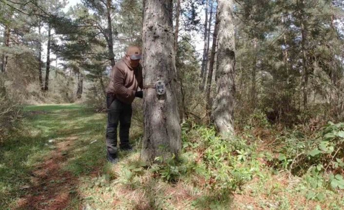 Çadırın yanına ayı geldi, korku dolu anlar yaşandı: Davetsiz misafir kameraya yansıdı
