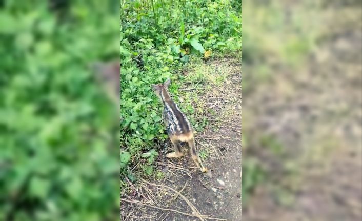 Çoban köpeklerinin bulduğu yavru karacayı, önce koruma altına aldı, sonra doğaya bıraktı