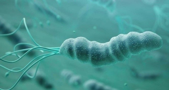 Çocukluk döneminde yerleşiyor, mide ve bağırsak kanserlerine neden oluyor