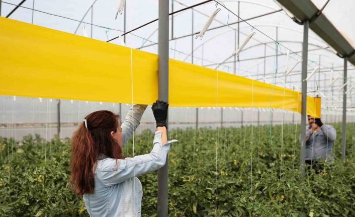 Denizlili üreticilere haşerelerle mücadele desteği sürüyor