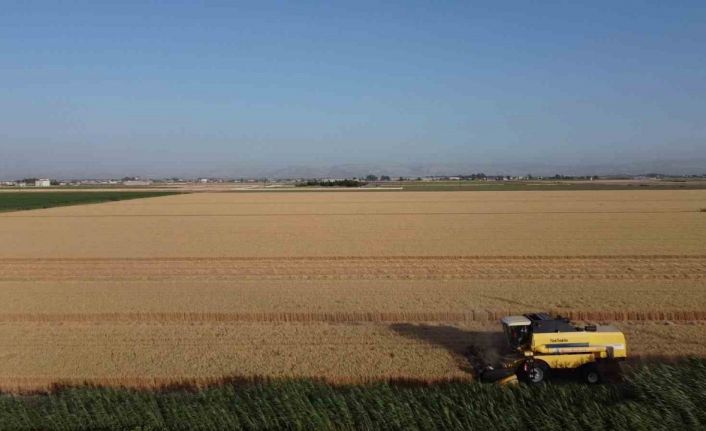 Depremin vurduğu Hatay Amik Ovası’nda buğday hasadı başladı
