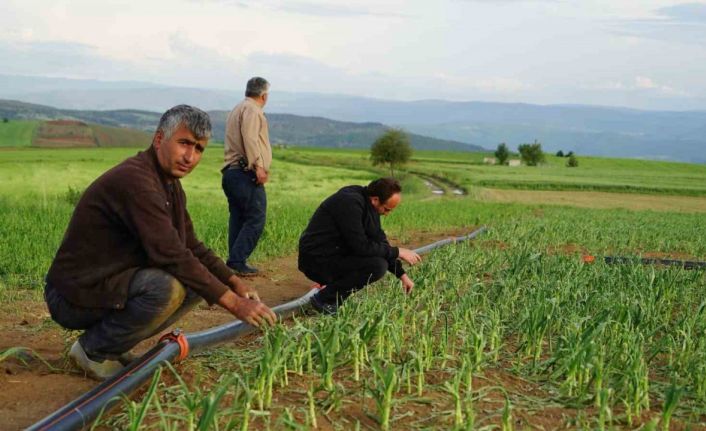 Dolu yağışının vurduğu Taşköprü sarımsağı tarlalarında yüzde 50 verim kaybı öngörülüyor