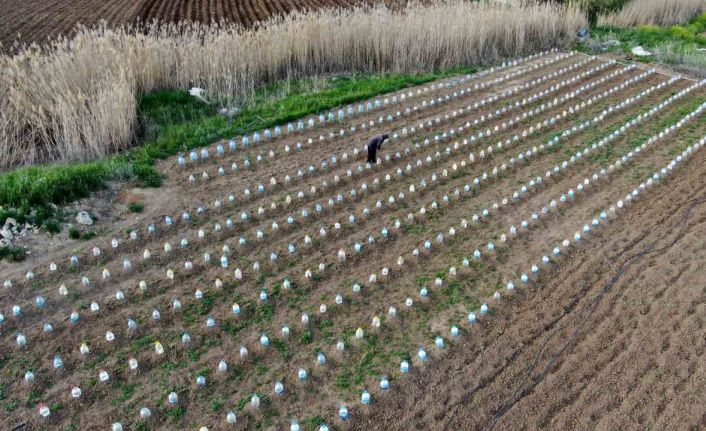 Domates fidelerini doludan korumak için bulduğu çözüm akıllara durgunluk verdi