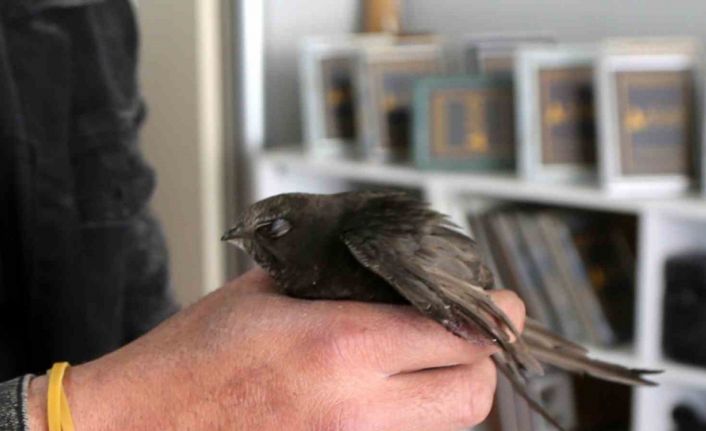 Ebabil kuşu Sivas’ta yaralı olarak bulundu