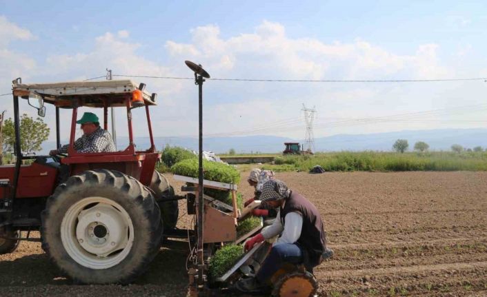 Efeler’de domates fideleri toprakla buluştu