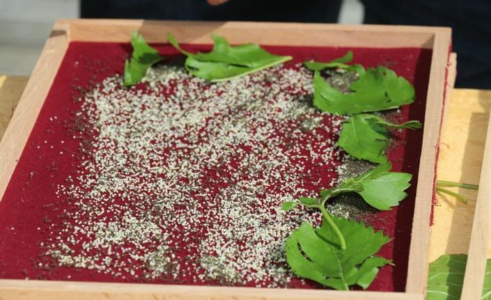 Elazığ’da eğitimi tamamlayan 25 üreticiye 90 kutu ipek böceği larvası dağıtıldı