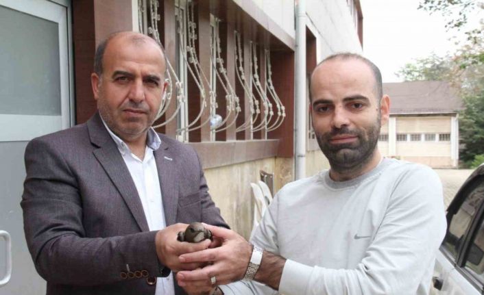 Elazığ’da vatandaşın bulduğu ebabil kuşu, koruma altına alındı