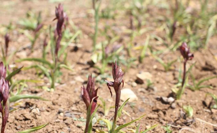 Ergani’de salep yetiştiriciliğine 1 milyon 507 bin 128 TL tahsis edildi