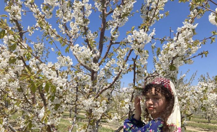 Fotoğrafçılar en güzel çiçek açan kirazı çekmek için birbirleri ile yarıştı