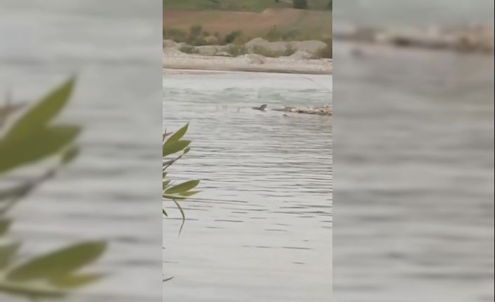 Garzan Çayı’nda nesli tehdit altında olan ’Su Samuru’ görüldü